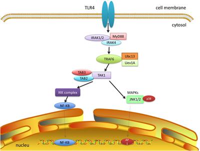 TAK1: A Molecular Link Between Liver Inflammation, Fibrosis, Steatosis, and Carcinogenesis